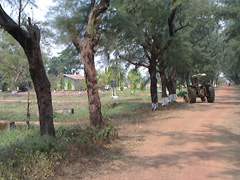 ミャンマー国営農場
